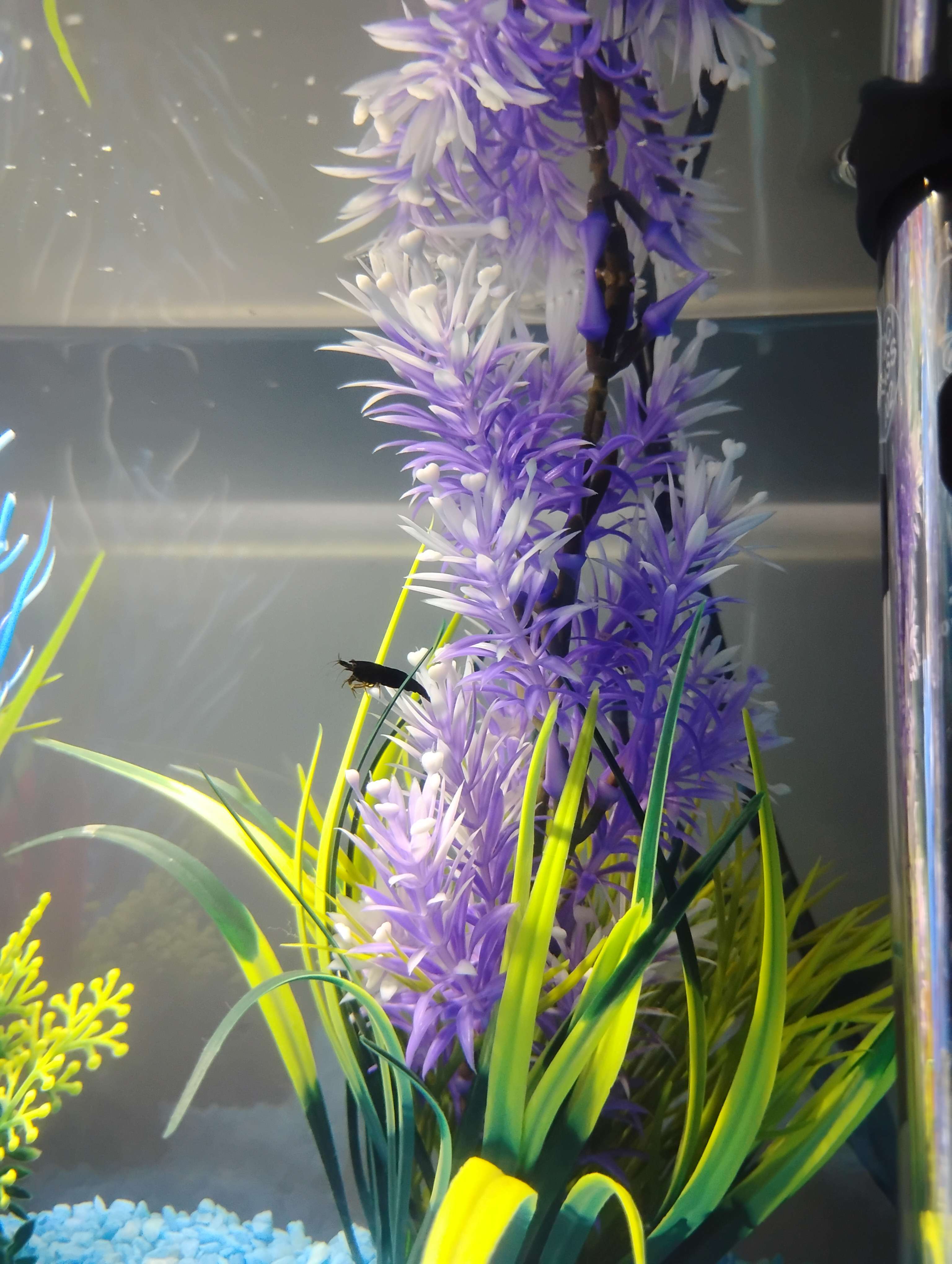 One of my first ever shrimp, i called him Mando, aka purple.